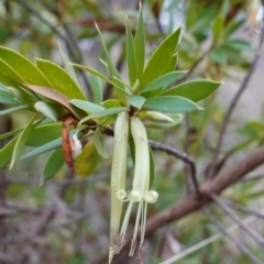 Styphelia triflora (Five-corners) at Cuumbeun Nature Reserve - 31 May 2023 by RobG1