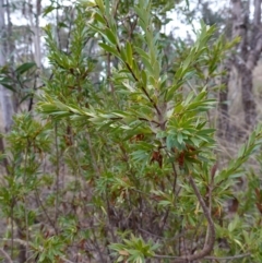 Styphelia triflora at Carwoola, NSW - 31 May 2023