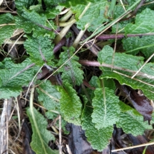 Salvia verbenaca var. verbenaca at Fadden, ACT - 13 Aug 2023