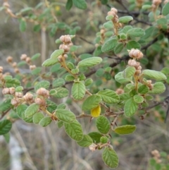 Pomaderris subcapitata at Cuumbeun Nature Reserve - 31 May 2023 by RobG1