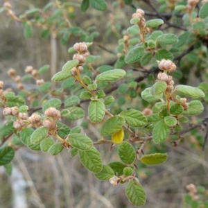 Pomaderris subcapitata at Carwoola, NSW - 31 May 2023