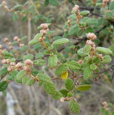 Pomaderris subcapitata at Carwoola, NSW - 31 May 2023 by RobG1