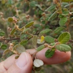 Pomaderris subcapitata at Carwoola, NSW - 31 May 2023