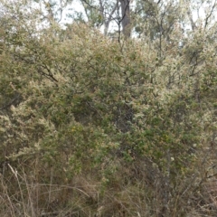 Pomaderris subcapitata at Carwoola, NSW - 31 May 2023