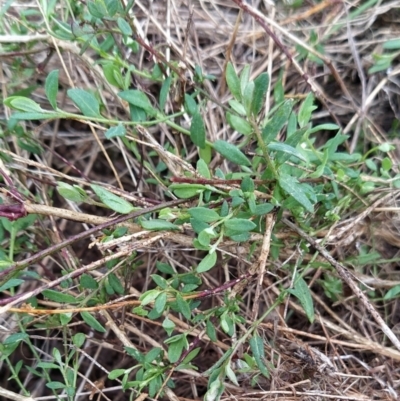 Einadia nutans subsp. nutans (Climbing Saltbush) at Fadden, ACT - 12 Aug 2023 by KumikoCallaway