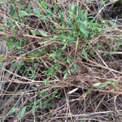 Einadia nutans subsp. nutans at Fadden, ACT - 13 Aug 2023 08:24 AM