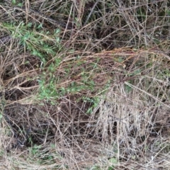 Einadia nutans subsp. nutans at Fadden, ACT - 13 Aug 2023 08:24 AM