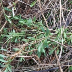 Einadia nutans subsp. nutans at Fadden, ACT - 13 Aug 2023