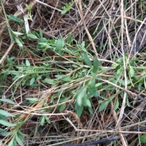 Einadia nutans subsp. nutans at Fadden, ACT - 13 Aug 2023 08:24 AM