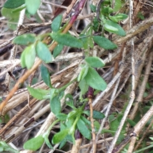 Einadia nutans subsp. nutans at Fadden, ACT - 13 Aug 2023 08:24 AM