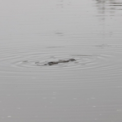 Ornithorhynchus anatinus (Platypus) at Molonglo River Reserve - 12 Aug 2023 by JimL