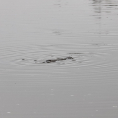 Ornithorhynchus anatinus (Platypus) at Denman Prospect, ACT - 13 Aug 2023 by JimL