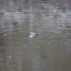 Ornithorhynchus anatinus at Denman Prospect, ACT - 13 Aug 2023