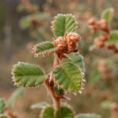 Pomaderris eriocephala (Woolly-head Pomaderris) at Cuumbeun Nature Reserve - 31 May 2023 by RobG1