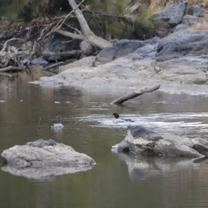 Chenonetta jubata at Denman Prospect, ACT - 13 Aug 2023 08:00 AM