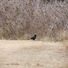 Corcorax melanorhamphos (White-winged Chough) at Denman Prospect, ACT - 13 Aug 2023 by JimL