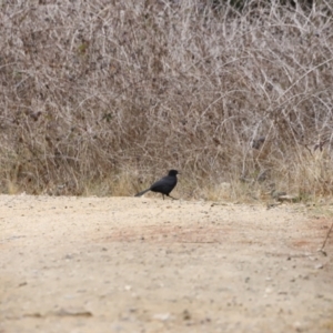 Corcorax melanorhamphos at Denman Prospect, ACT - 13 Aug 2023 07:20 AM