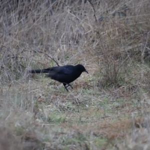 Corcorax melanorhamphos at Denman Prospect, ACT - 13 Aug 2023 07:20 AM