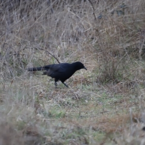 Corcorax melanorhamphos at Denman Prospect, ACT - 13 Aug 2023 07:20 AM