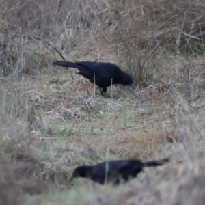 Corcorax melanorhamphos at Denman Prospect, ACT - 13 Aug 2023 07:20 AM