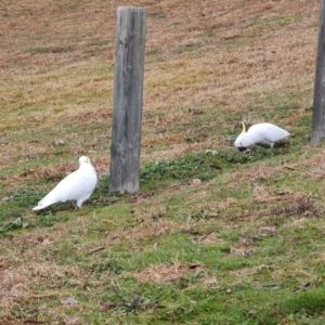 Cacatua galerita at O'Malley, ACT - 13 Aug 2023 09:11 AM