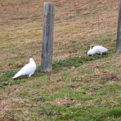 Cacatua galerita (Sulphur-crested Cockatoo) at O'Malley, ACT - 12 Aug 2023 by Mike