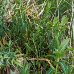 Euphorbia oblongata (Egg-leaf Spurge) at Holder Wetlands - 13 Aug 2023 by Miranda