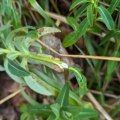 Euphorbia oblongata at Holder, ACT - 13 Aug 2023 11:24 AM