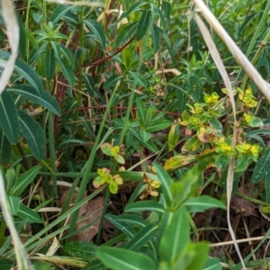 Euphorbia oblongata at Holder, ACT - 13 Aug 2023 11:24 AM