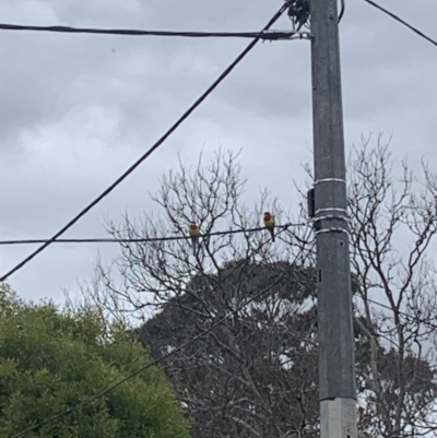 Platycercus eximius (Eastern Rosella) at Ainslie, ACT - 13 Aug 2023 by SuzieAinslie