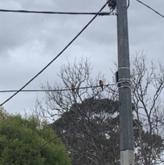 Platycercus elegans (Crimson Rosella) at Ainslie, ACT - 12 Aug 2023 by SuzieAinslie