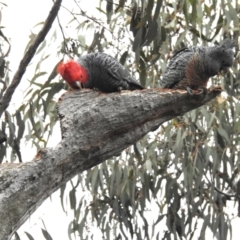 Callocephalon fimbriatum (Gang-gang Cockatoo) at Kambah, ACT - 13 Aug 2023 by HelenCross