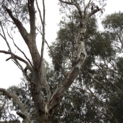 Callocephalon fimbriatum at Kambah, ACT - 13 Aug 2023