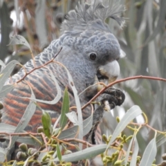 Callocephalon fimbriatum (Gang-gang Cockatoo) at Mount Taylor - 13 Aug 2023 by HelenCross