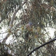 Callocephalon fimbriatum at Kambah, ACT - suppressed