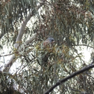 Callocephalon fimbriatum at Kambah, ACT - suppressed