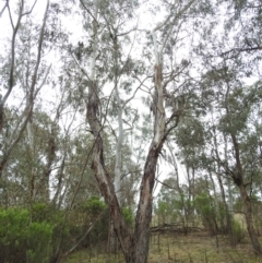 Callocephalon fimbriatum at Kambah, ACT - 13 Aug 2023