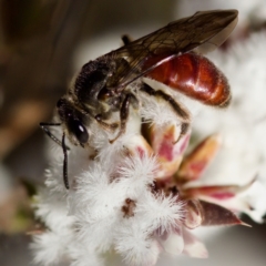 Lasioglossum (Parasphecodes) sp. (genus & subgenus) (Halictid bee) at Block 402 - 7 Aug 2023 by KorinneM