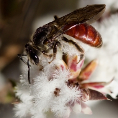 Lasioglossum (Parasphecodes) sp. (genus & subgenus) (Halictid bee) at Stromlo, ACT - 7 Aug 2023 by KorinneM