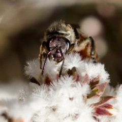 Lasioglossum (Parasphecodes) sp. (genus & subgenus) at Stromlo, ACT - 7 Aug 2023