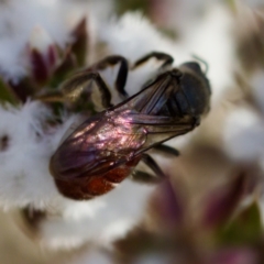 Lasioglossum (Parasphecodes) sp. (genus & subgenus) at Stromlo, ACT - 7 Aug 2023