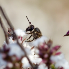 Lasioglossum (Parasphecodes) sp. (genus & subgenus) at Stromlo, ACT - 7 Aug 2023