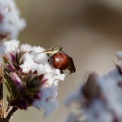 Lasioglossum (Parasphecodes) sp. (genus & subgenus) at Stromlo, ACT - 7 Aug 2023