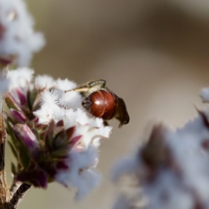 Lasioglossum (Parasphecodes) sp. (genus & subgenus) at Stromlo, ACT - 7 Aug 2023