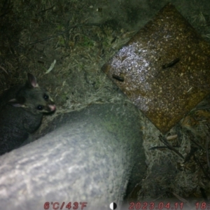 Trichosurus vulpecula at Lower Borough, NSW - 4 Aug 2023 04:41 PM