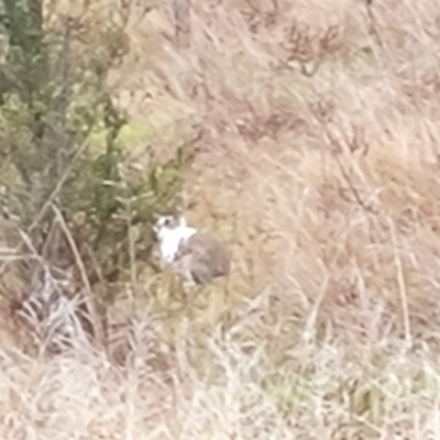 Oryctolagus cuniculus (European Rabbit) at Scrivener Hill - 12 Aug 2023 by Mike