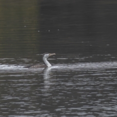 Phalacrocorax varius (Pied Cormorant) at Belconnen, ACT - 13 Aug 2023 by rawshorty