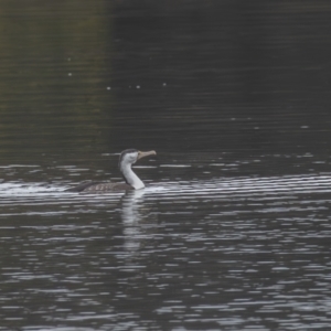 Phalacrocorax varius at Belconnen, ACT - 13 Aug 2023 12:01 PM