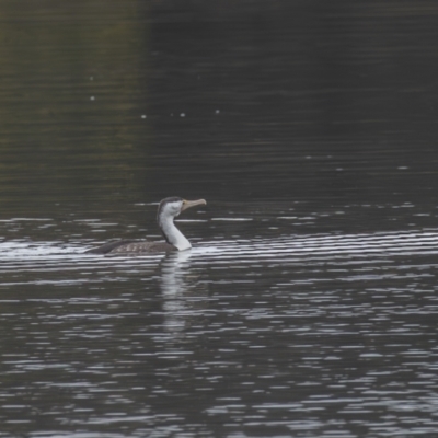 Phalacrocorax varius (Pied Cormorant) at Lake Ginninderra - 13 Aug 2023 by rawshorty