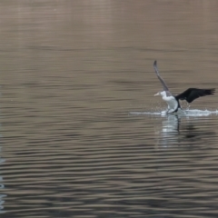 Phalacrocorax varius at Belconnen, ACT - 13 Aug 2023 12:01 PM